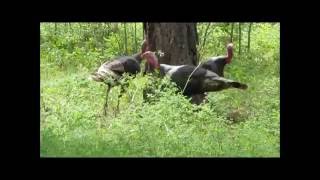 Turkeys running around a Tree [upl. by Roeser]