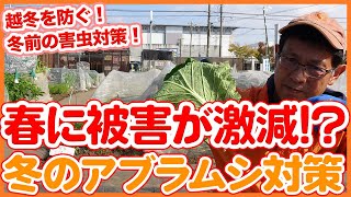 家庭菜園や農園栽培で春の害虫被害が激減！？害虫の越冬を防ぐ！冬のアブラムシ対策を徹底解説！【農園ライフ】Tips for preventing aphids in winter vegetable [upl. by Oneil855]