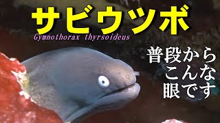 【 サビウツボ 】白い目で 喧嘩を売って 捕食する？ Gymnothorax thyrsoideus [upl. by Wilkens187]