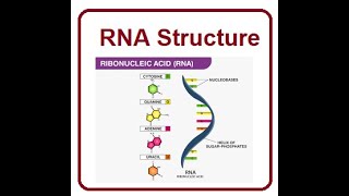 RNA Structure and functions  2024 [upl. by Tunk]