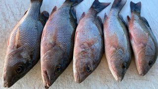 Mangrove Snapper Everywhere This Bait Always Works Florida Saltwater Fishing [upl. by Aimee]