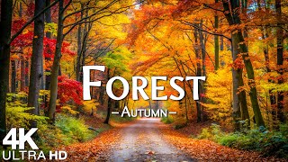 Forest 4K UHD  Autumn Ambience amp Fall Foliage Enchanting Autumn Forests with Calming Piano Music [upl. by Alleroif]