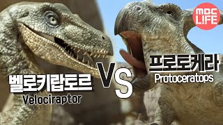 Velociraptor VS Protoceratops  The Land of Dinosaurs 07 벨로키랍토르 VS 프로토케라 [upl. by Niotna]