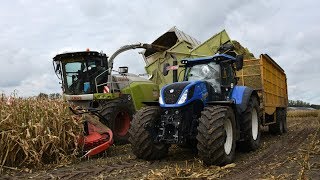 Claas Jaguar 980 Field Shuttle  De Bruyne Agro  mais hakselen [upl. by Sacram406]