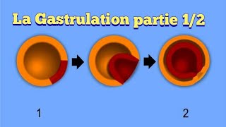 Biologie animale  la gastrulation partie 12 cas des amphibiens [upl. by Screens]