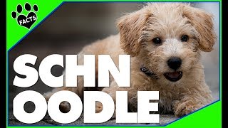 Top 10 Facts About Schnoodles  Miniature Schnauzer Poodle Mix Dogs 101 [upl. by Suolkcin]