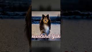 Shetland Sheepdog is More Than Just Mini Rough Collie [upl. by Aicitel124]