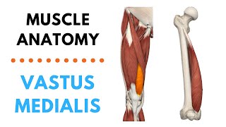 Vastus Medialis  Muscle Anatomy  Joetherapy [upl. by Fita]