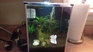 Cleaning my Betta Tank  Fluval Spec III 26 US Gallon [upl. by Zaneta]