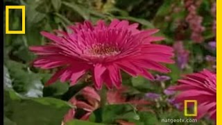 Bee vs Jumping Spider  National Geographic [upl. by Ibby]