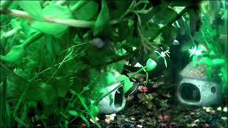 More under water camera action Black neon and Ember tetra aquarium [upl. by Aymahs894]