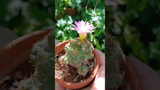 Escobaria hesteri🩷 cactusblooming [upl. by Ardenia]