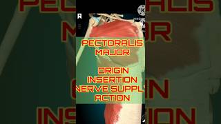 Pectoralis Major Breakdown Origins Nerves amp Actions  shorts shortfeeds [upl. by Nicolette]