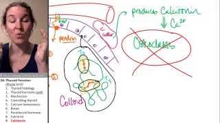 Thyroid 9 Calcitonin [upl. by Gerhardine100]