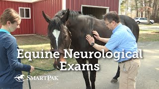 Equine Neurological Exams [upl. by Lara]