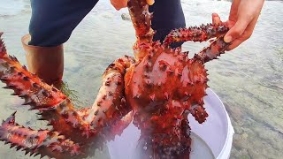 Catch seafood in the South Pacific Harvest giant devil crabs [upl. by Atinhoj]