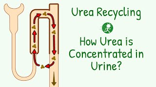 Urea Recycling  Role of Urea in Kidney  Urea Excretion  Urea Handling by Nephrons  Renal System [upl. by Dorthy]