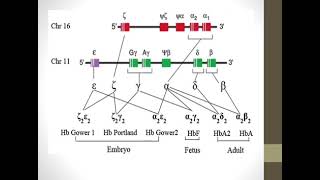 beta amp alpha thalassemia [upl. by Kirk913]