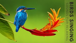 Nature Sounds  Birds Singing Without Music 24 Hour Bird Sounds Relaxation Soothing Nature Sounds [upl. by Nev796]