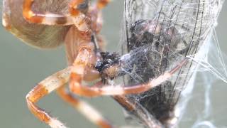 External Digestion of Araneus ishisawai Orbweaver イシサワオニグモ♀（蜘蛛）の体外消化 [upl. by Erlandson600]