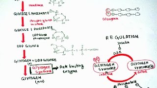 Glycogenesis [upl. by Nitsirk]