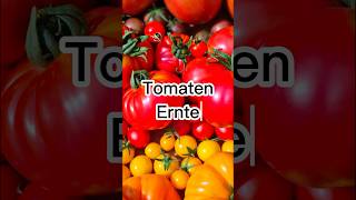 Tomatenernte tomaten ernte gemüseanbau gemüse garten gartenarbeit selbstversorger [upl. by Goss]