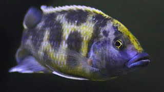 Nimbochromis Cichlids  Care Guide amp Species Profile [upl. by Na]