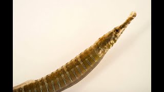 BSC 1051C Pipefish Presentation [upl. by Sparke]