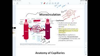 Microcirculation amp Anatomy of Capillaries [upl. by Marlee]