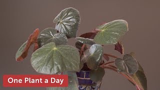 Begonia acetosa Houseplant Care — 202 of 365 [upl. by Rafael813]