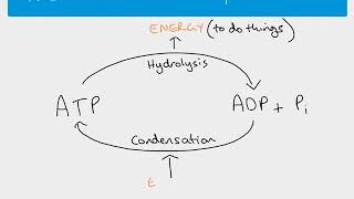 A2 Biology  ATP [upl. by Mirisola]