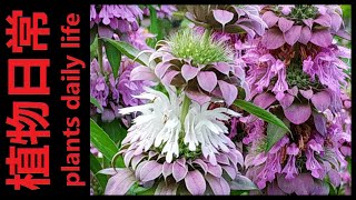 Growing Bee Balm Lemon Lemon Bergamot from Seeds to Blossom in 231 Days [upl. by Vladamir]