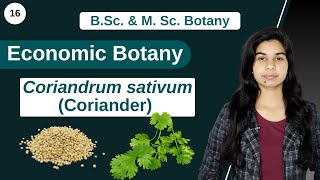 Economic Botany  Coriandrum sativum Coriander  B Sc amp M Sc [upl. by Hut]