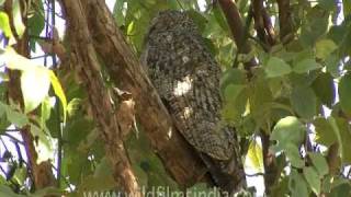 Rare Mottled Wood Owl at Bandhavgarh [upl. by Summer]