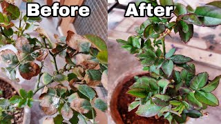 How to solve yellow Leaf Problem on Rose plant how to save rose plant from dying [upl. by Lipski]