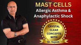 Mast Cells in Allergic Asthma  Anaphylactic Shock [upl. by Yemrots976]