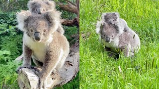 Koala Cuteness Mama and Baby Koala Poses For The Camera  WooGlobe [upl. by Alleyne]