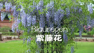 紫藤花Blauregen家庭种植21052022 [upl. by Guillemette]