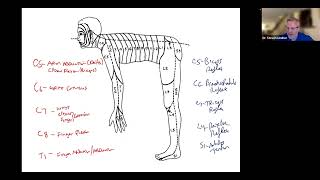 Dermatomes Myotomes Reflexes Shingles Sciatica Polio Neuritis [upl. by Suirtimed]