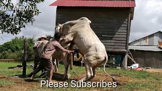 How To Breds Cows In Brazil  Amazing Man Breed Cow Naturally In Country [upl. by Neltiac]