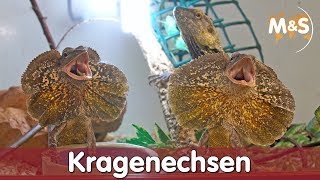 Kragenechsen  Chlamydosaurus kingii  Reptil TV [upl. by Erdnad]