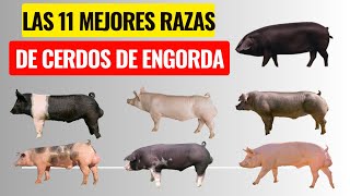 Las 11 mejores razas de cerdos de engorda y sus características [upl. by Ventura]