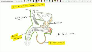 Urogenital Triangle 2 Skin Superficial fatty layer amp Fascia of Colles [upl. by German420]