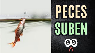 ✅ ¿Por qué los peces suben arriba de la pecera  ¿Por qué MIS PECES se la pasan EN LA SUPERFICIE 👈 [upl. by Herzberg]