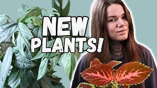 NEW PLANTS For My Houseplant Collection AUGUST 2024 [upl. by Ahsiym49]