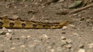 Rattlesnake sightings more common in August still rare [upl. by Salvador]