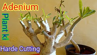 Adenium शुभ Plant Ki Hard Cutting  How to Hard Cutting Adenium Plant  Some Tips for Plant [upl. by Crosse824]