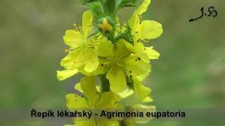 Řepík lékařský  Agrimonia eupatoria [upl. by Enimzaj]