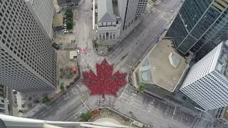 Video of living maple leaf at iconic Winnipeg intersection goes viral [upl. by Aivlys]