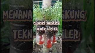 Menanam KANGKUNG Teknik KAPILARITAS sekolah projekp5 p5 kangkung menanam sayur [upl. by Akirdna]